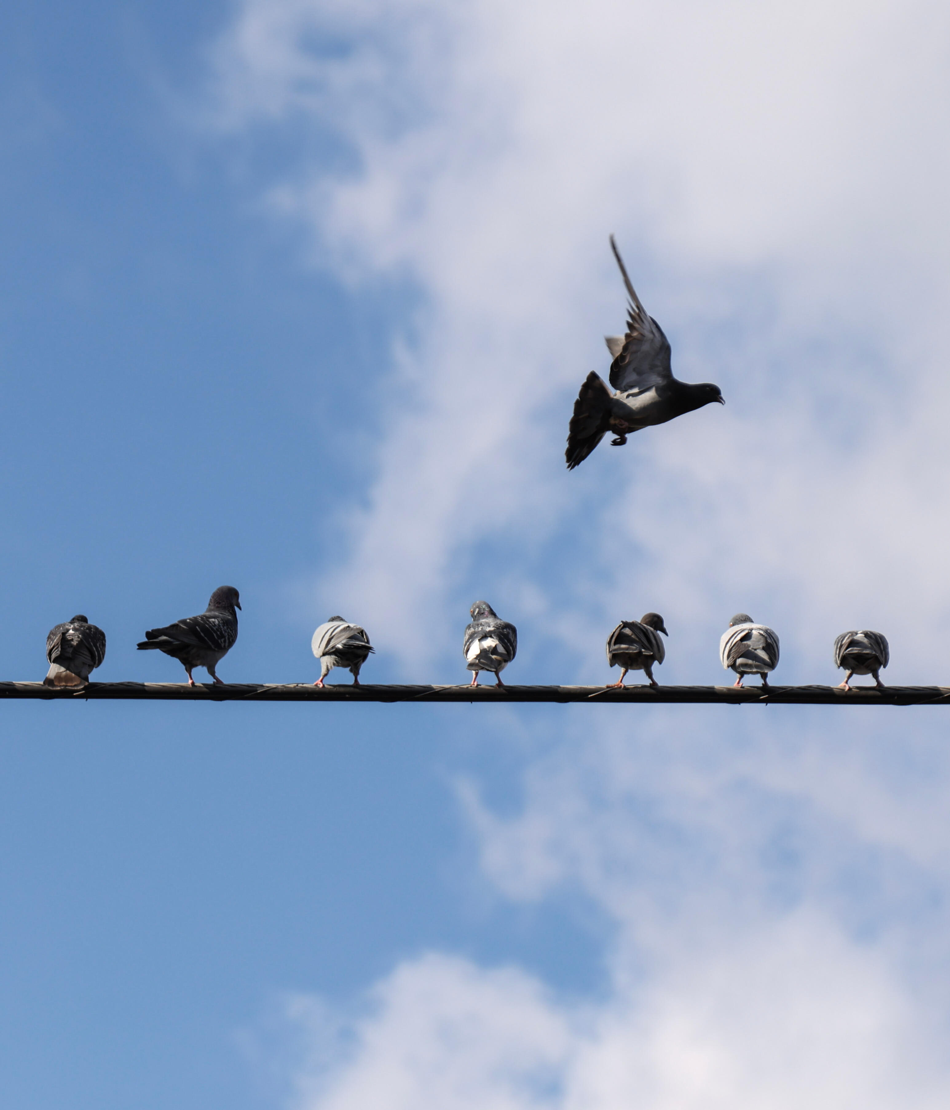 Photo by Steve Denisevicz @ Boncreate.com Photo of seven pigeons standing on a telephone wire, equally spaced, while another pigeon attempts to land
